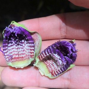 Meet your Posher, Alison